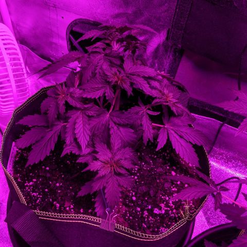 Critical Purple  growlog photo: Tucking fan leaves 
