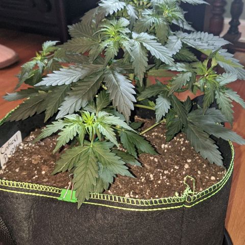 Critical Purple  growlog timeline photo