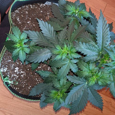 Critical Purple  growlog timeline photo