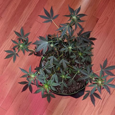 Blue Cheese  growlog timeline photo