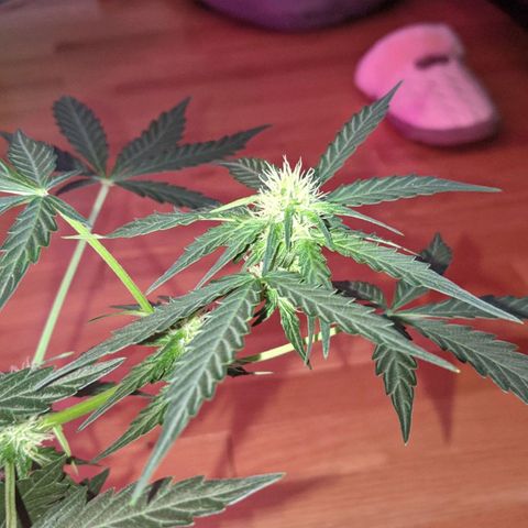 Blue Cheese  growlog timeline photo