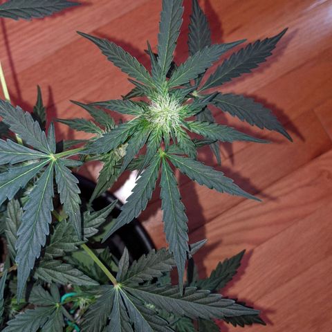 Blue Cheese  growlog timeline photo