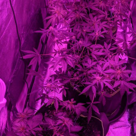 Blue Cheese  growlog timeline photo