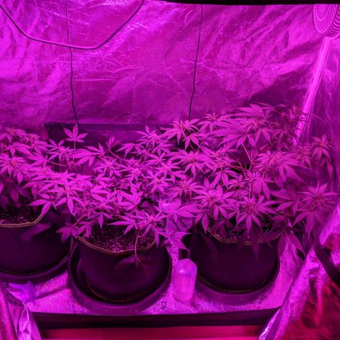 Blue Cheese  growlog timeline photo