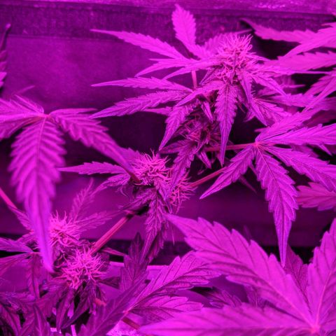 Blue Cheese  growlog timeline photo