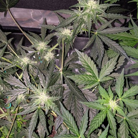 Blue Cheese  growlog timeline photo