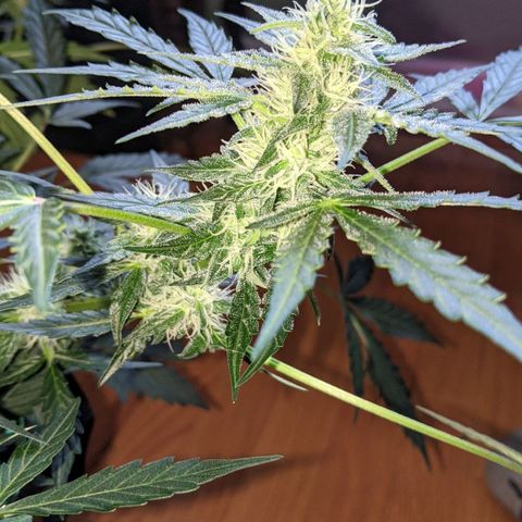 Blue Cheese  growlog timeline photo
