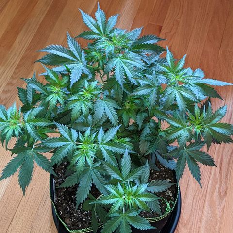 Critical Purple  growlog timeline photo