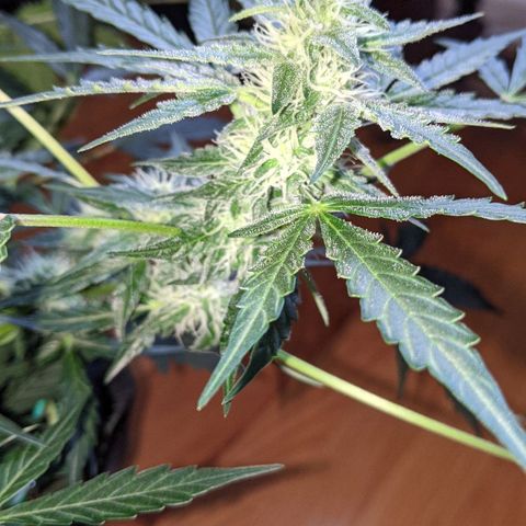 Blue Cheese  growlog photo: Frosty 
