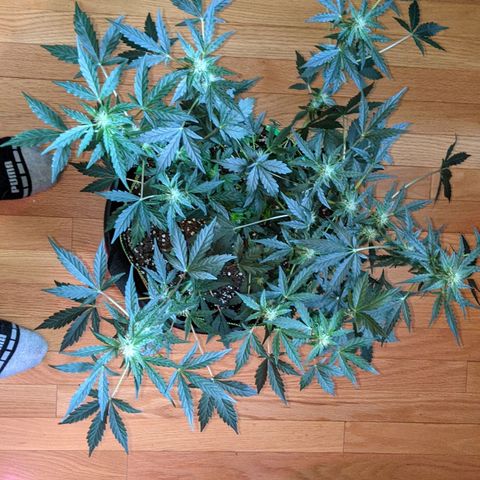 Blue Cheese  growlog timeline photo