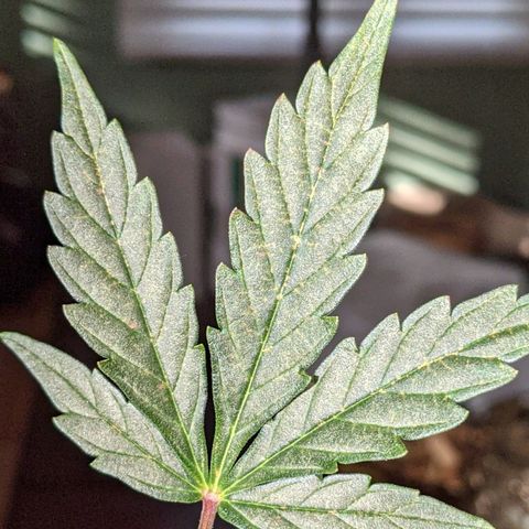 Blue Cheese  growlog photo: Noticed several leaves with these spots