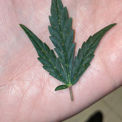 Blue Cheese  growlog photo: Noticed several leaves with these spots