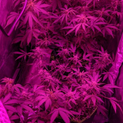 Blue Cheese  growlog timeline photo