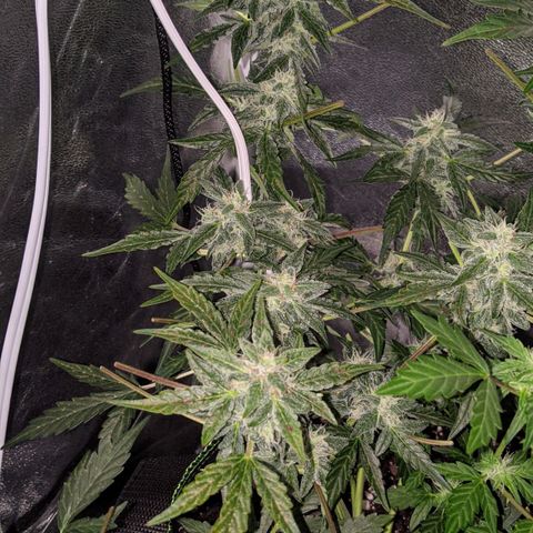 Blue Cheese  growlog timeline photo