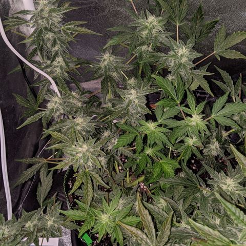 Blue Cheese  growlog timeline photo