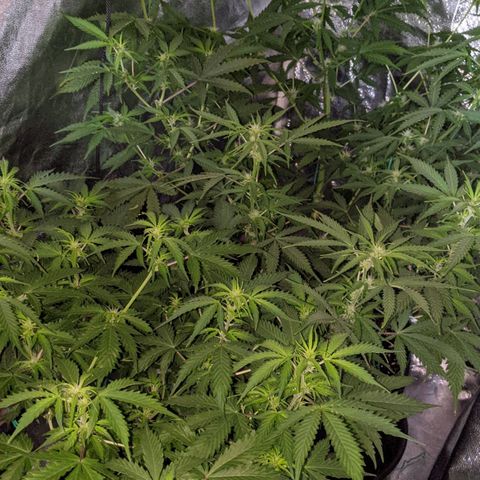 Blue Cheese  growlog timeline photo
