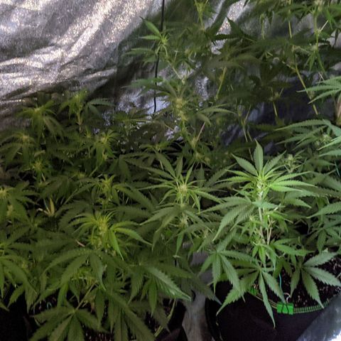 Blue Cheese  growlog timeline photo