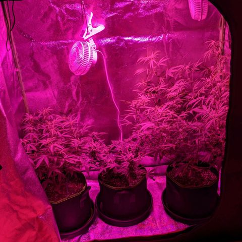 Blue Cheese  growlog timeline photo