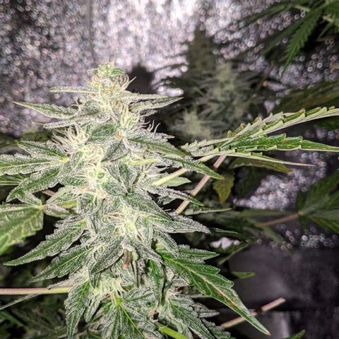 Blue Cheese  growlog photo: Thick girl nug 