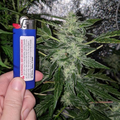 Blue Cheese  growlog photo: Thick girl nug 