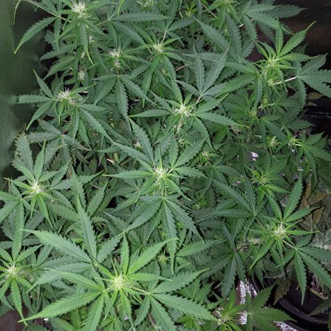 Critical Purple  growlog timeline photo