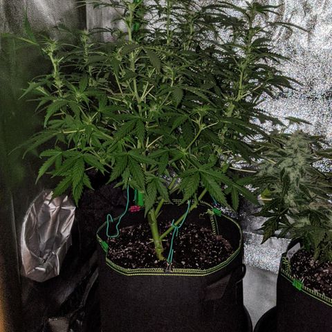 Critical Purple  growlog timeline photo