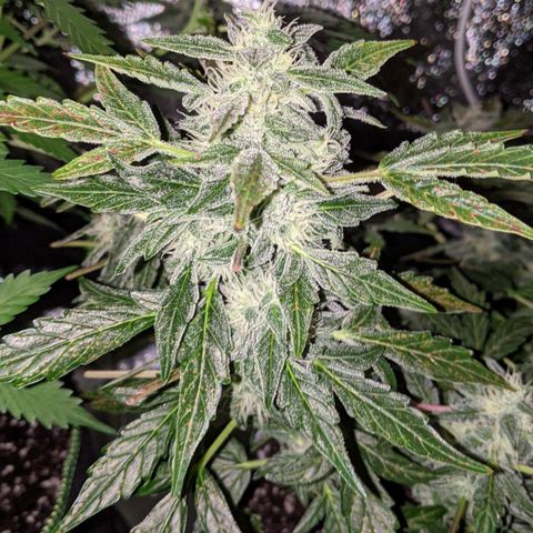 Blue Cheese  growlog timeline photo