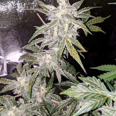Blue Cheese  growlog timeline photo