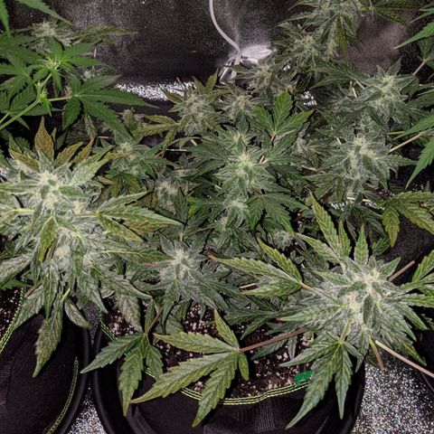 Blue Cheese  growlog timeline photo