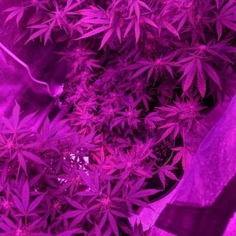 Blue Cheese  growlog timeline photo