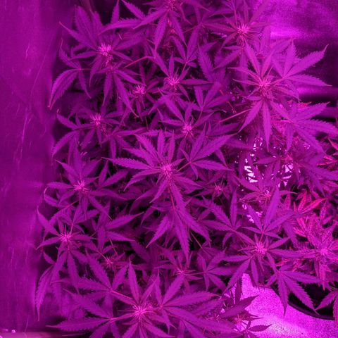 Critical Purple  growlog timeline photo