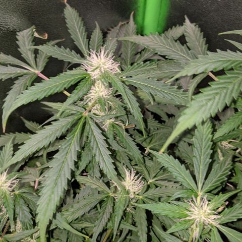 Critical Purple  growlog timeline photo