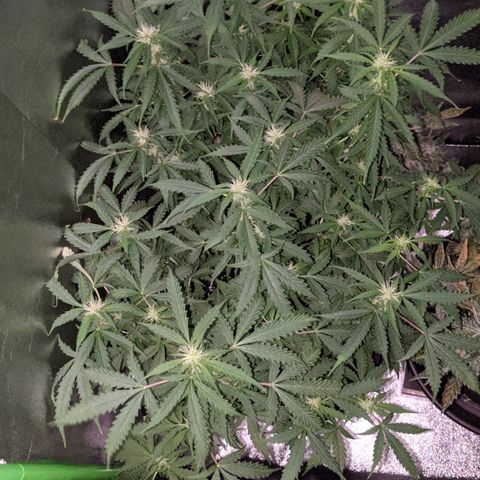 Critical Purple  growlog timeline photo