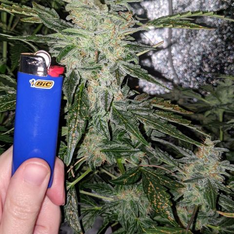 Blue Cheese  growlog timeline photo