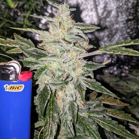 Blue Cheese  growlog timeline photo