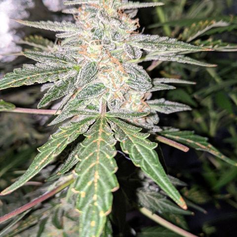 Blue Cheese  growlog timeline photo
