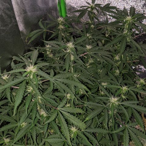Critical Purple  growlog photo: Frost coming on 