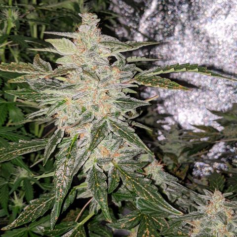 Blue Cheese  growlog timeline photo