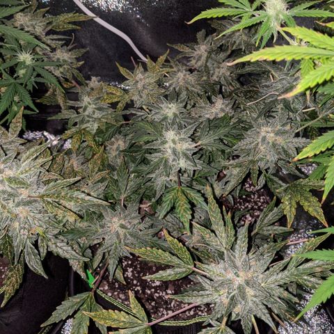 Blue Cheese  growlog timeline photo