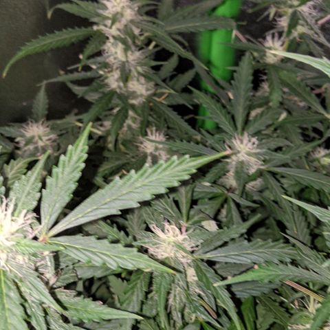 Critical Purple  growlog timeline photo