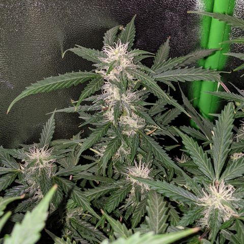 Critical Purple  growlog timeline photo