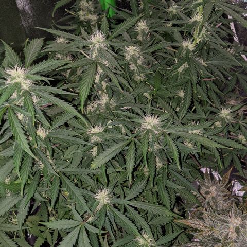 Critical Purple  growlog timeline photo