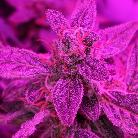 Blue Cheese  growlog timeline photo