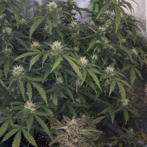 Critical Purple  growlog timeline photo