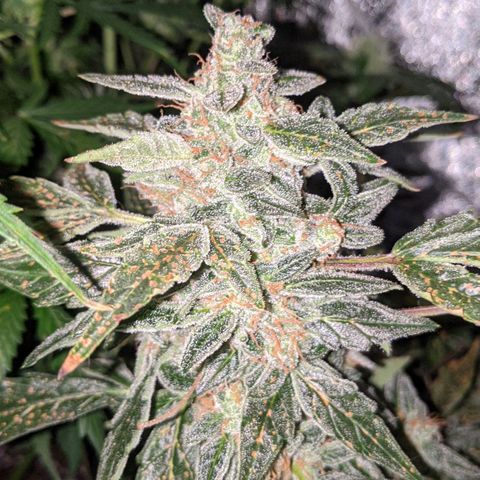 Blue Cheese  growlog timeline photo