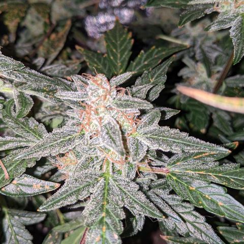 Blue Cheese  growlog timeline photo
