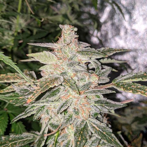 Blue Cheese  growlog timeline photo