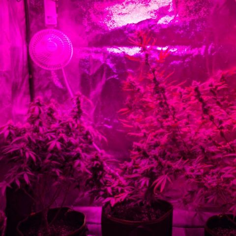 Blue Cheese  growlog timeline photo