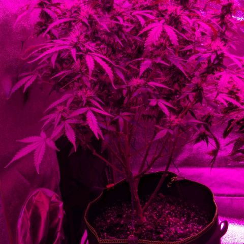 Critical Purple  growlog photo: Bountiful girl, no signs of purple 