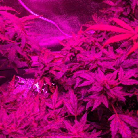 Blue Cheese  growlog photo: Clear trichromes some milky 